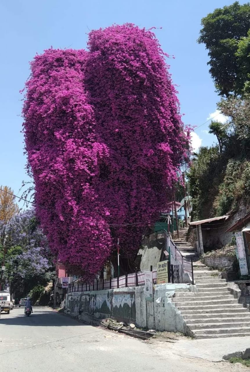 उत्तराखंड