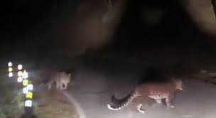 नैनीताल