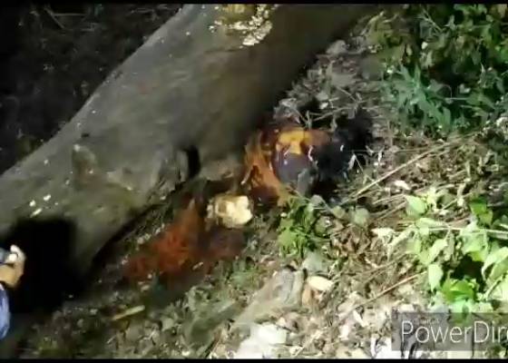 नैनीताल