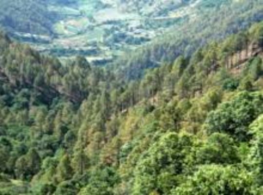 Precaution! The area of ​​forests has decreased in 11 states including Delhi, what does the India State of Forest report say for the forests of Uttarakhand? see news link