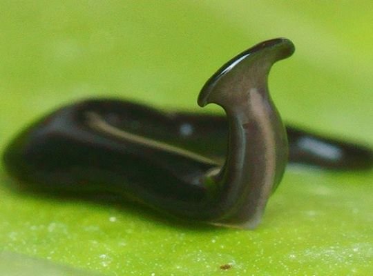 OMG! After corona, now creeping new gunia flatworm can cause havoc! Humans can die just by touching! Scientists alert
