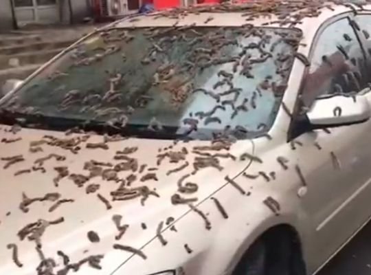 OMG-what is this happening? Insects rained from the sky? Video of strange creatures raining is creating sensation in social media.