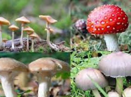 Husband and wife died after eating wild mushroom, condition of one is critical.