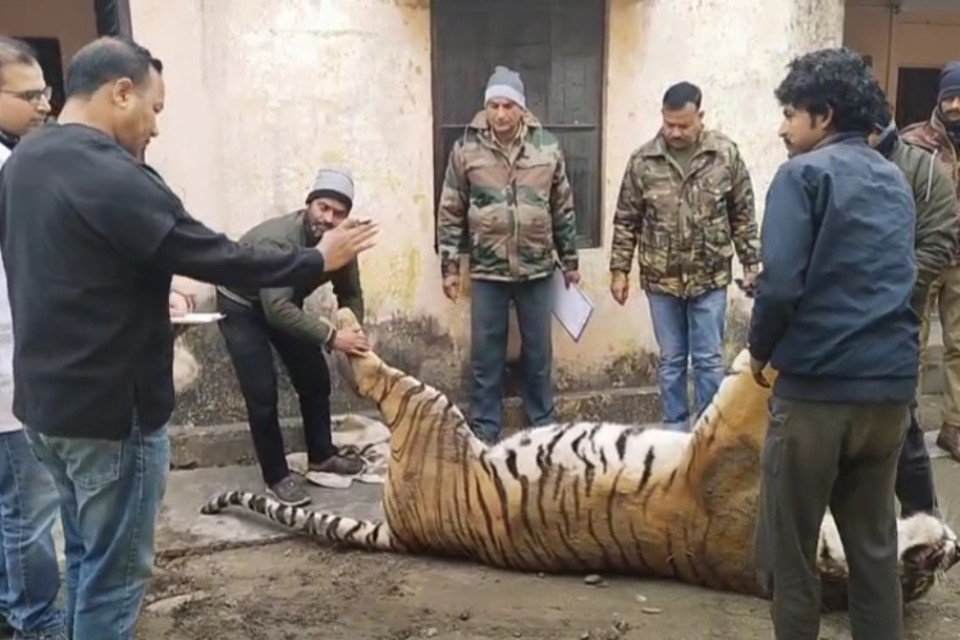 Tiger died in a road accident in Tanda forest, forest department team on the spot