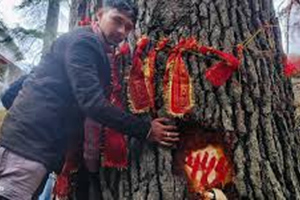 Uttarakhand: Case of cutting of cedar trees in Jageshwar! Chipko movement of people in protest, survey will be done again