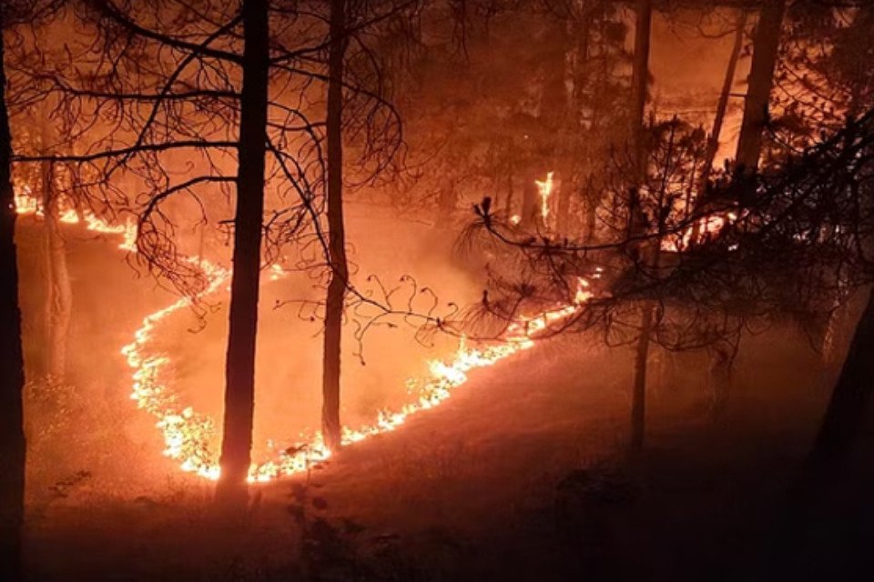 Uff this fire: Blazing forests and ruined tourism business! When will this fire be extinguished? Till now 689 hectares of forest wealth has been damaged.