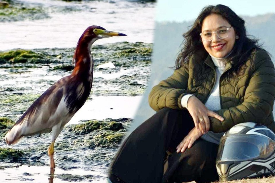 Talk of birds: New foreign guest arrives in Uttarakhand! Wildlife birds photographer Kiran Bisht captured on camera, 'Chinese Pound Horon' seen for the first time