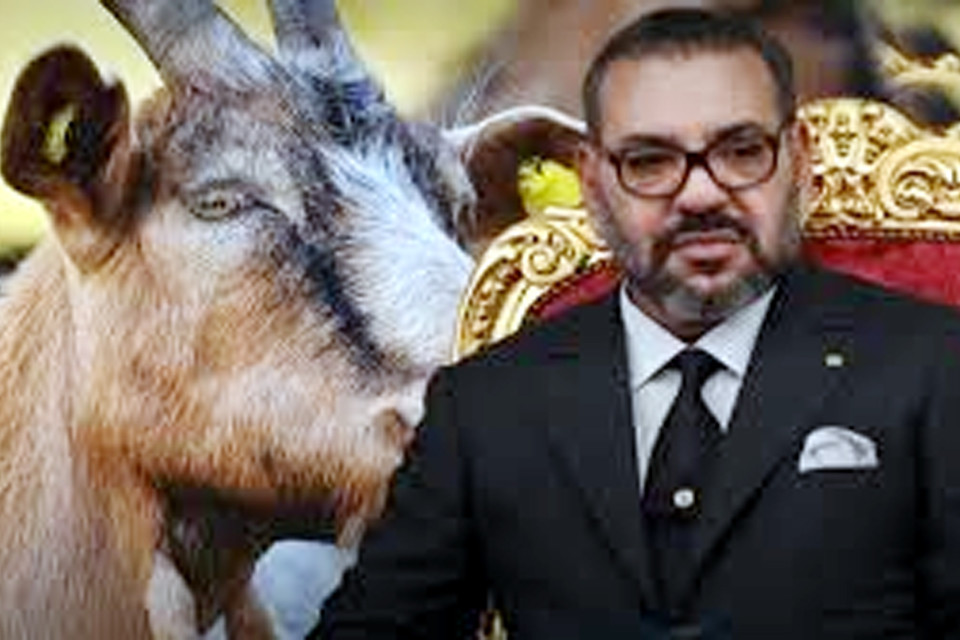 Big decision of Muslim country Morocco! Will not sacrifice on Bakrid, know what is the reason?