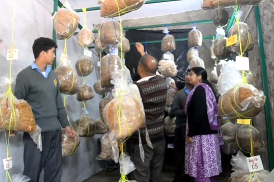 Nainital: A commendable initiative of Chetram Sah Inter College! Along with studies, students are being taught the tricks of growing mushrooms