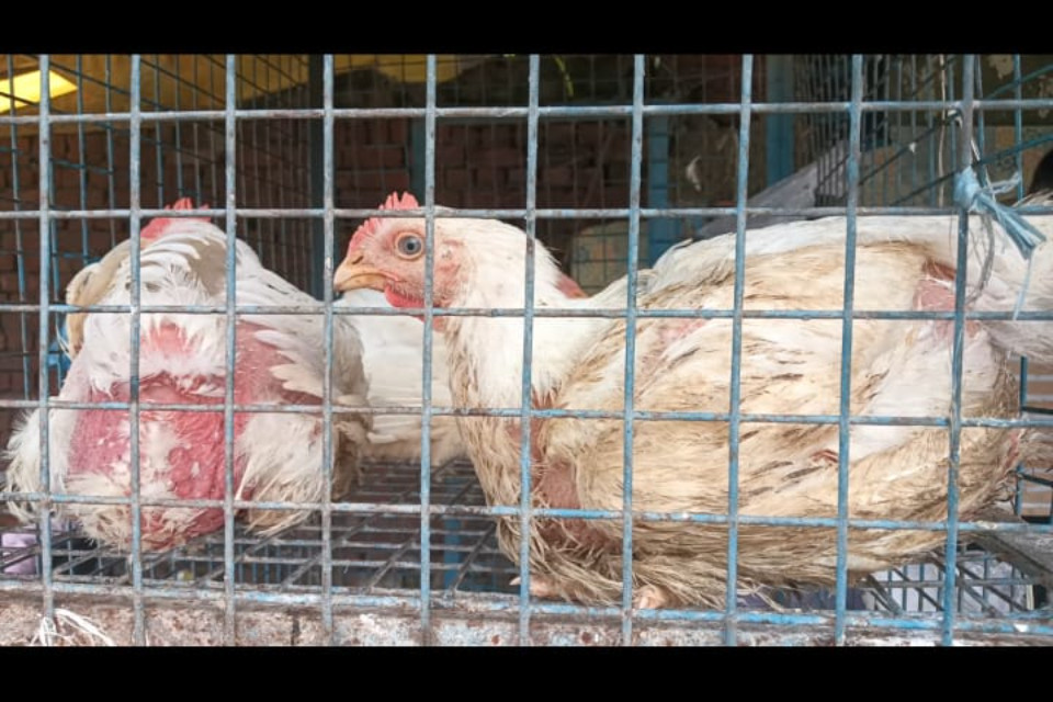 Caution: Bird flu alert! Udham Singh Nagar District Magistrate gave strict instructions, ban on chickens coming from UP for one week