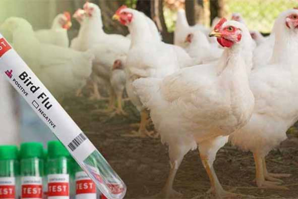 Caution: Bird flu has struck Uttarakhand! Report of Kichha's poultry farm came out, administration became alert