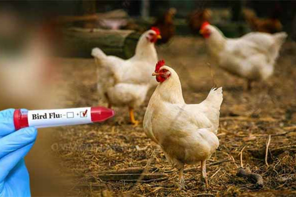 Bird flu panic: Ban on poultry products coming from outside has been increased in Nainital district! Administrative staff is fully alert, several teams have been formed for investigation