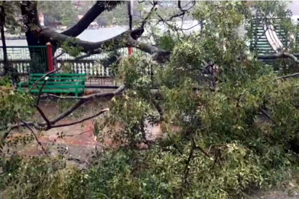 Disasterous rain: A huge tree fell near Maharishi Valmiki Park in Nainital! Locals were in a panic, the weather was frightening