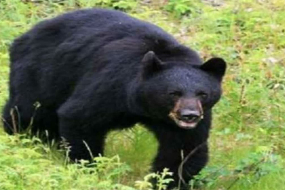 Uttarakhand: Bears attack youths preparing for Agniveer recruitment, terrifying residents