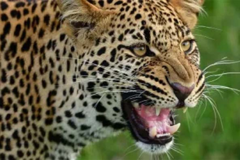 Uttarakhand: Order to kill leopard! Shooters deployed in village, villagers suspend protest