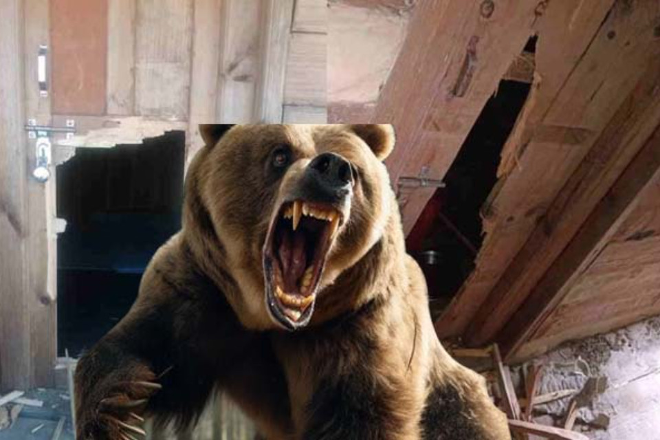 Uttarakhand: Bear terrorizes people! Doors of several houses and sheds broken in Mori