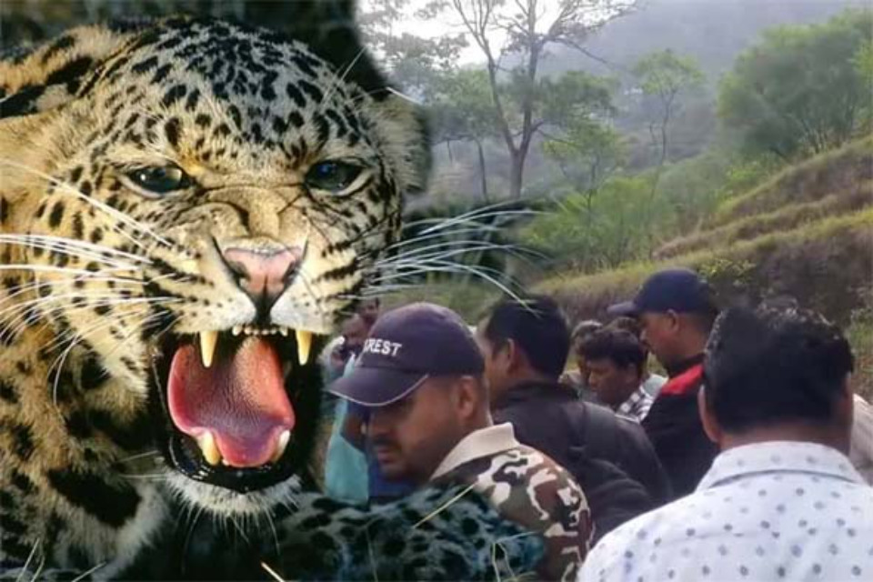 Leopard terror in Uttarakhand: A man returning home from a temple in Pauri was mauled! Villagers are terrified and angry against the Forest Department.