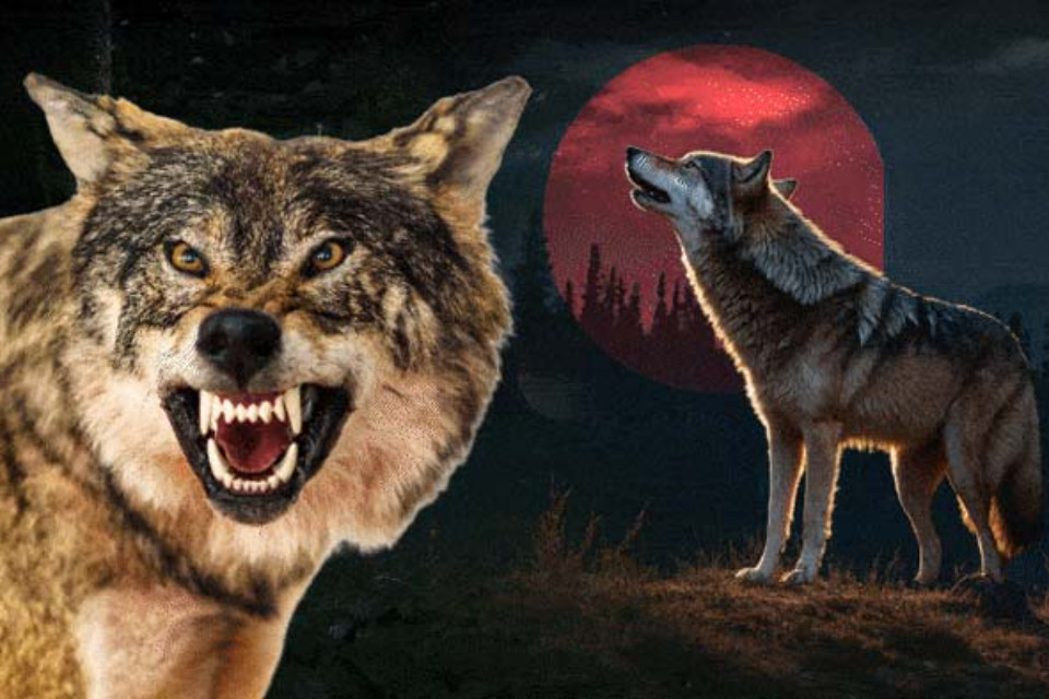 Wolf terror in Bahraich, Uttar Pradesh: Man-eater snatches innocent child from mother's lap! 10th death in 3 months, panic grips residents.