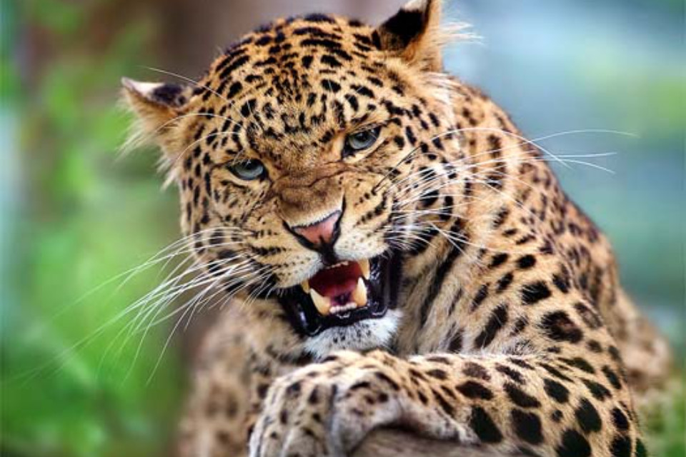  Leopard terror in Uttarakhand! Now a 45-year-old man has been killed in Champawat, villagers are terrified.