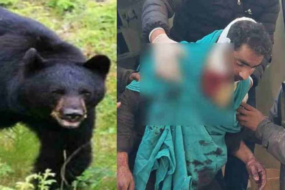 Bear terror: A young man carrying a goat was attacked in Tehri! Courage saved his life, but villagers are terrified.