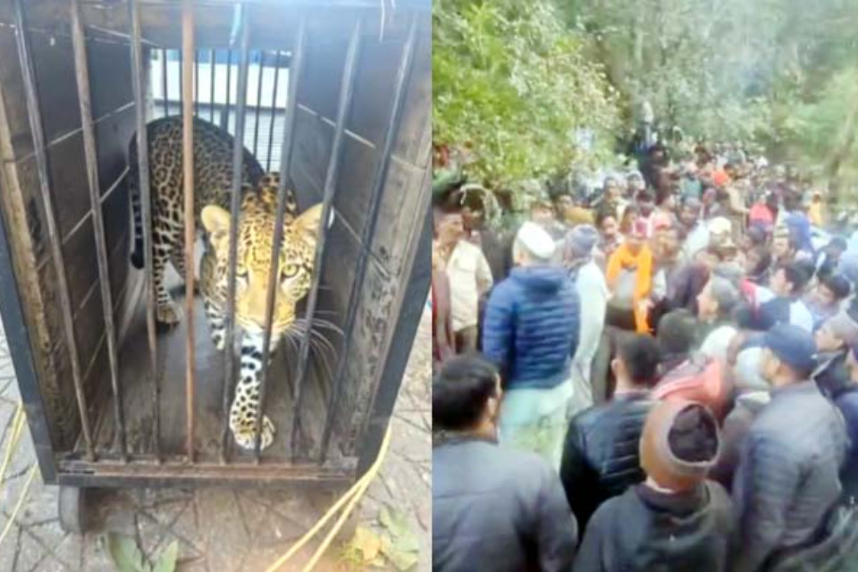 Nainital: The leopard, a symbol of terror, has been caged! Villagers breathe a sigh of relief; it will be brought to the Ranibagh Rescue Center.