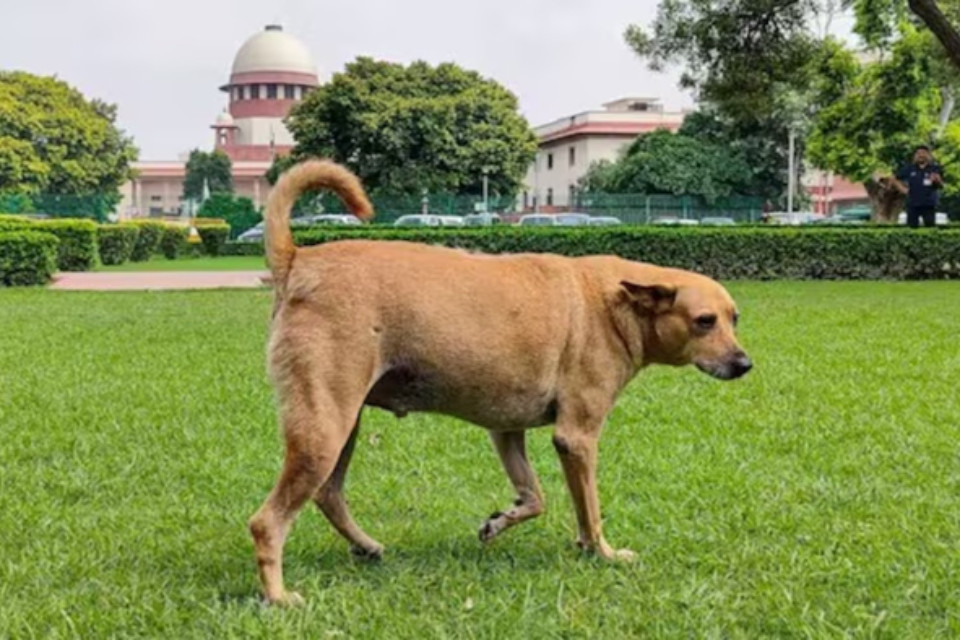 Big News: Stray dog ​​issue! Supreme Court makes a significant comment, asking, "How do we know if a dog is in the mood to bite or not?"