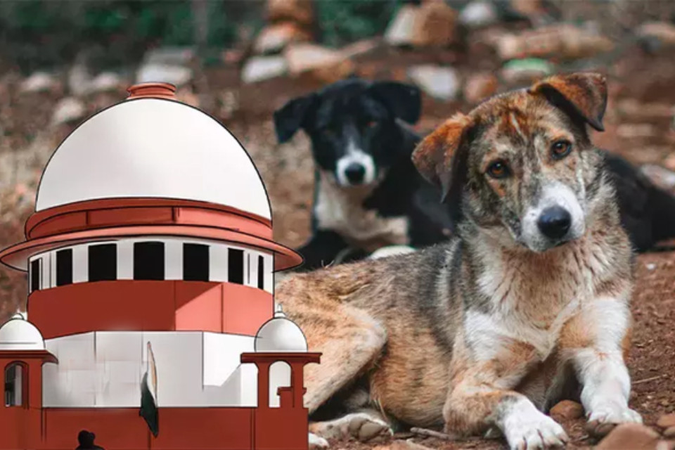 Big Breaking: The stray dog ​​case is heard again! The Supreme Court asks, "Cats are enemies of rats, so should we bring them in?"