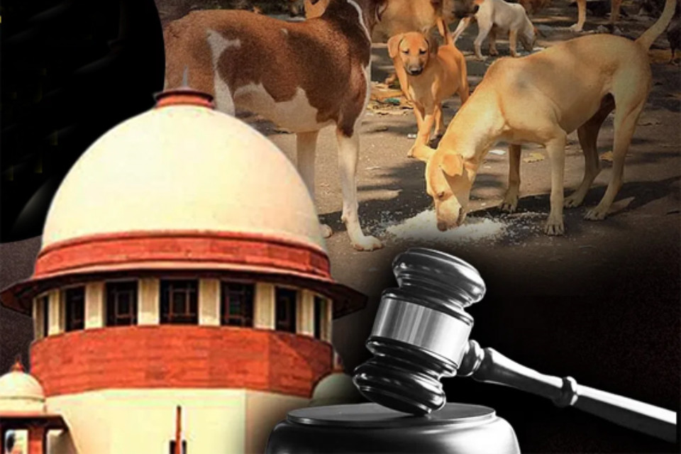 The Supreme Court's important decision: The state government must pay substantial compensation for a death caused by a dog bite! The question asked, "Do you only have feelings for dogs, not for human