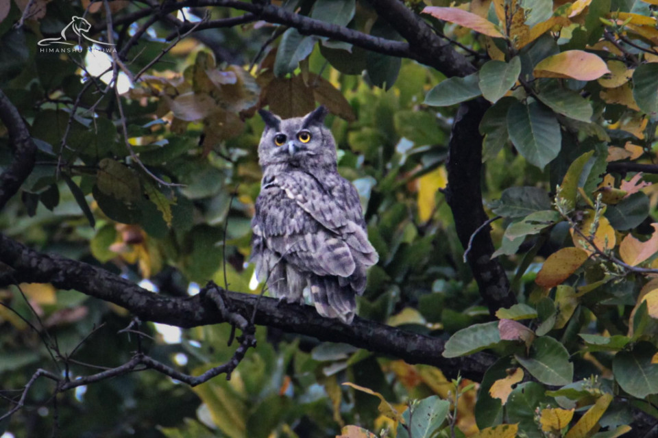 Nainital: Rare Dusky Eagle Owl spotted in Corbett Tiger Reserve after 15 years, seen in pairs in Phanto Zone