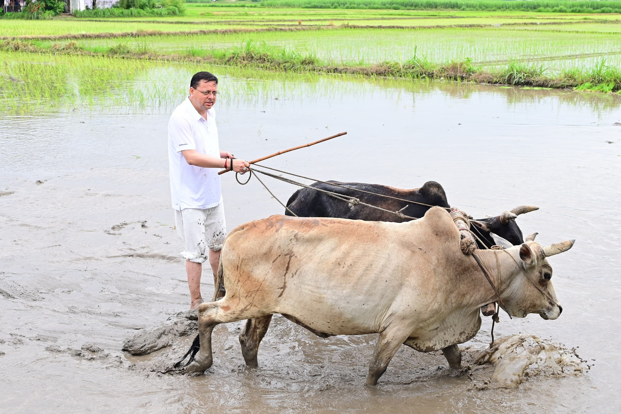 CM Dhami&#039;s different style: He went down to the fields and ploughed the fields! He also planted paddy, said- memories of old days have been refreshed