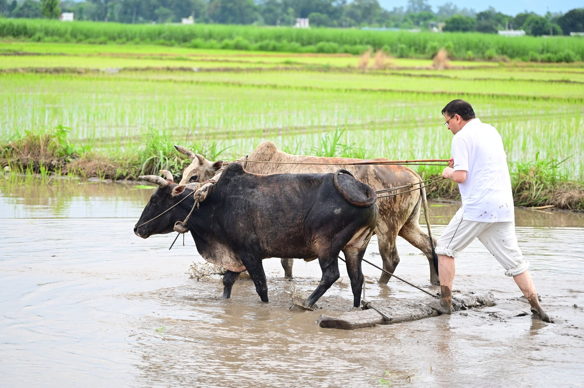 CM Dhami&#039;s different style: He went down to the fields and ploughed the fields! He also planted paddy, said- memories of old days have been refreshed
