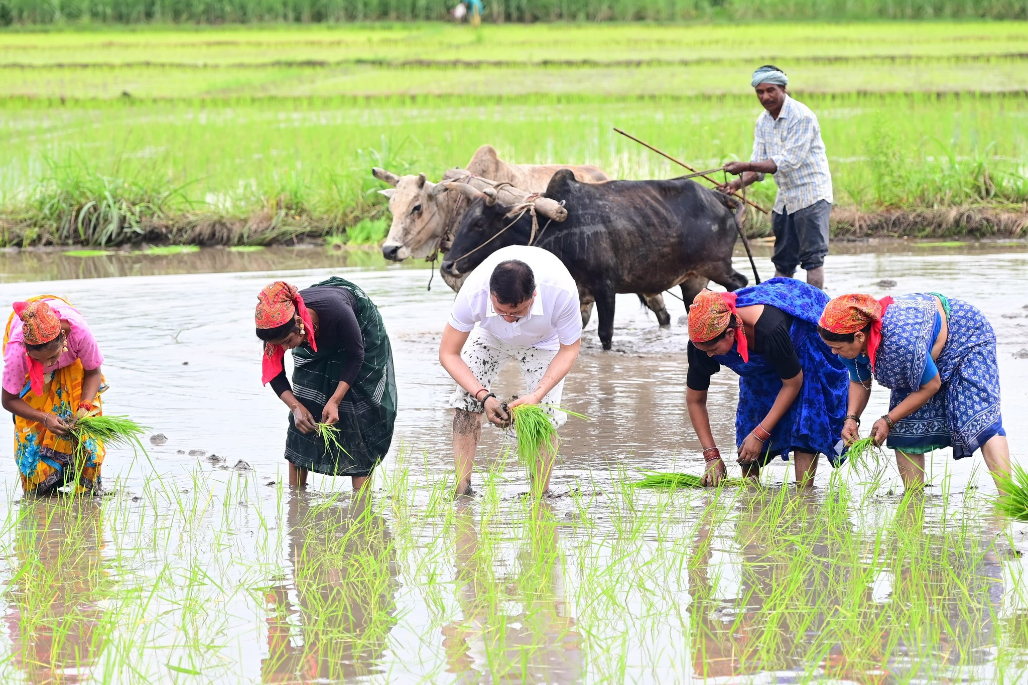 CM Dhami&#039;s different style: He went down to the fields and ploughed the fields! He also planted paddy, said- memories of old days have been refreshed